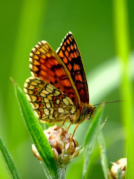 나비. — 스톡 사진