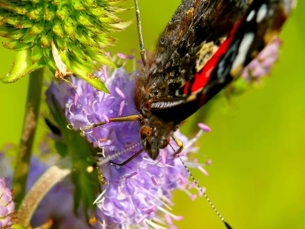 Vlinder. — Stockfoto