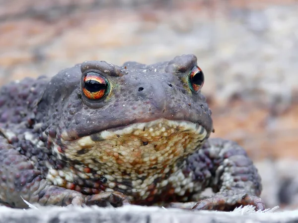 Toad. — Stock Photo, Image