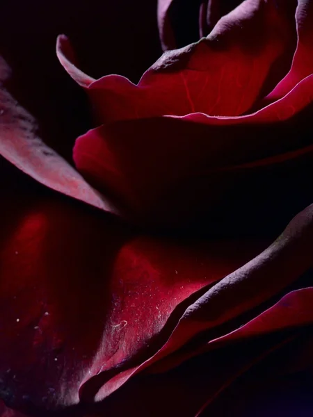 Róża. tekstura. — Zdjęcie stockowe