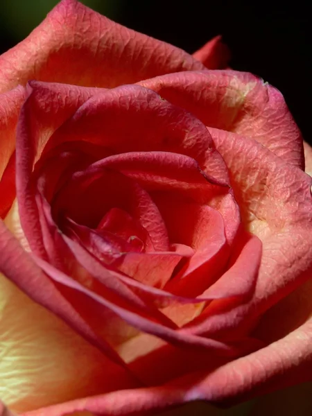 Роуз. Текстура . — стоковое фото