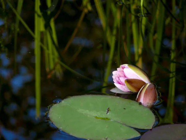 Waterlily. — Stock Photo, Image