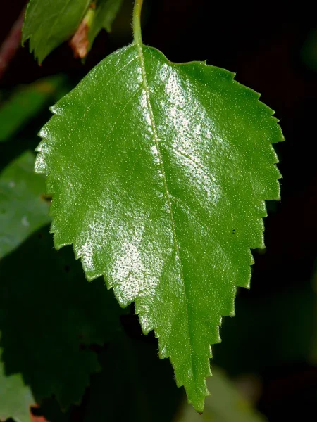 Birch leaf. — Stock Photo, Image