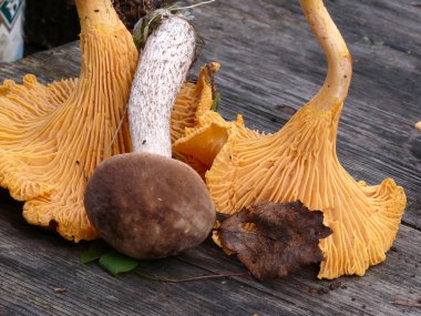 Chanterelle..