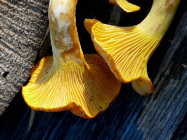 Chanterelle..