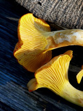 Chanterelle..