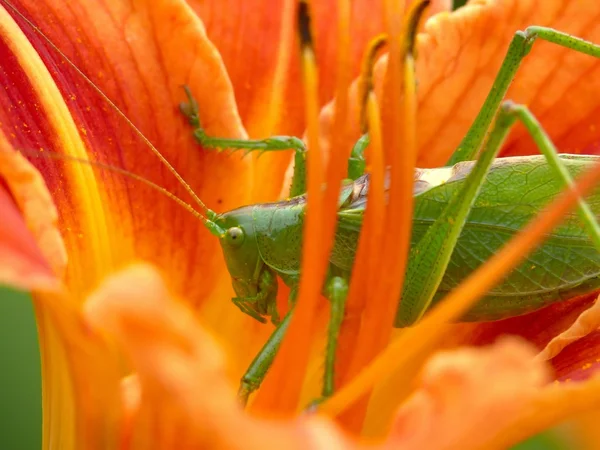 Grasshopper. — Stock Photo, Image