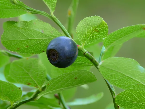 stock image Bilberry.