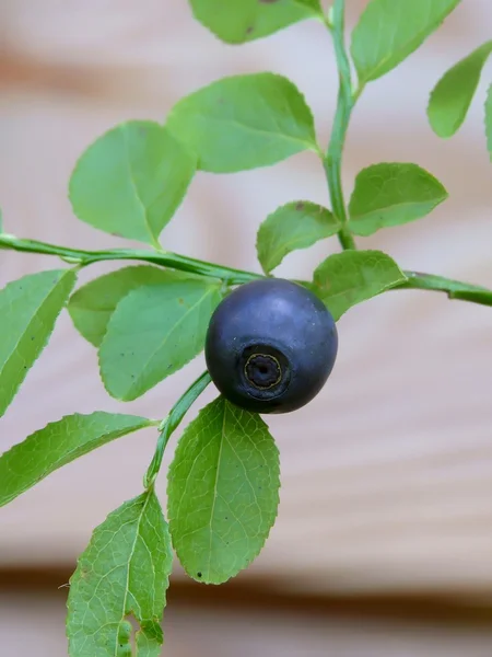 stock image Bilberry.