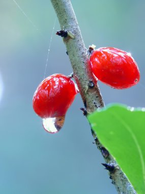 ahşap meyveleri. spurge.