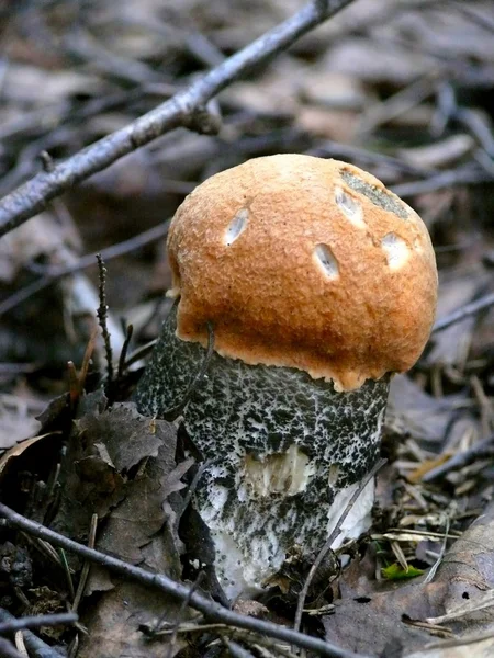 Orange-cap. svamp. — Stockfoto