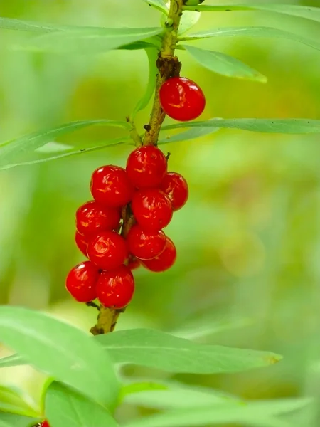 Wood berries. Spurge. — Stock Photo, Image