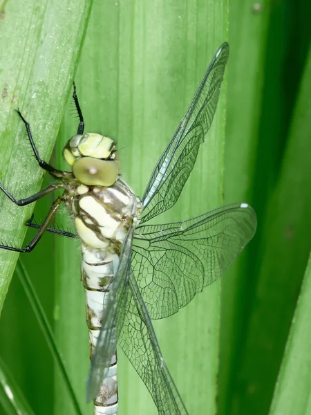 Dragonfly. — Stock Photo, Image