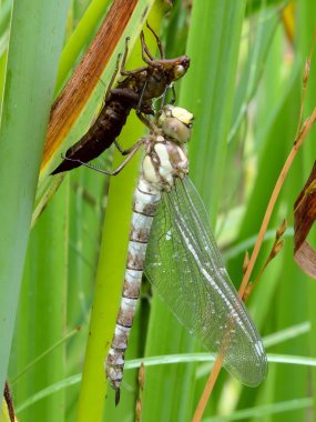 Dragonfly. clipart