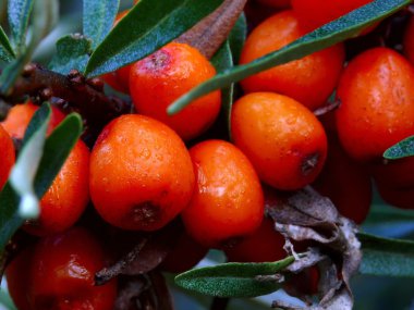 Deniz topalak. çilek.