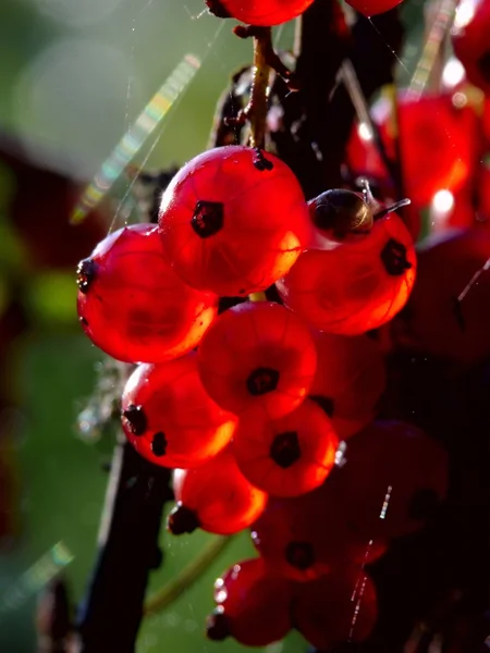 Ribes. Bacche . — Foto Stock
