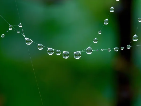 Drops. Web. — Stock Photo, Image