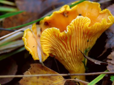 Cantharellus cibarius. mantar.