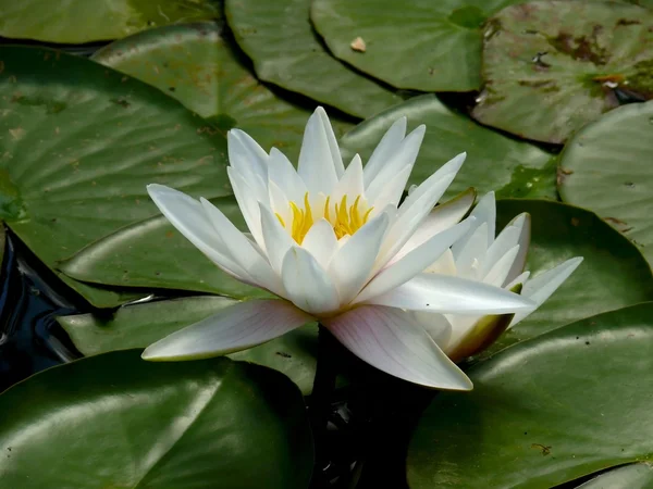 Lírio aquático branco. Flor . — Fotografia de Stock