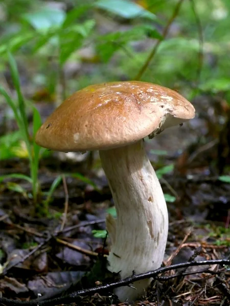 Cep. Mushroom. — Stock Photo, Image