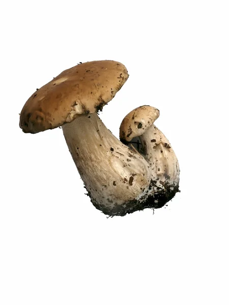 Cep. Mushroom. — Stock Photo, Image