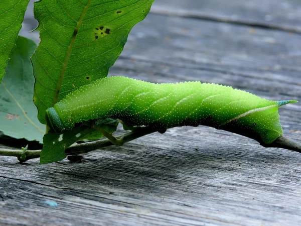 Caterpillar. — Stock Photo, Image