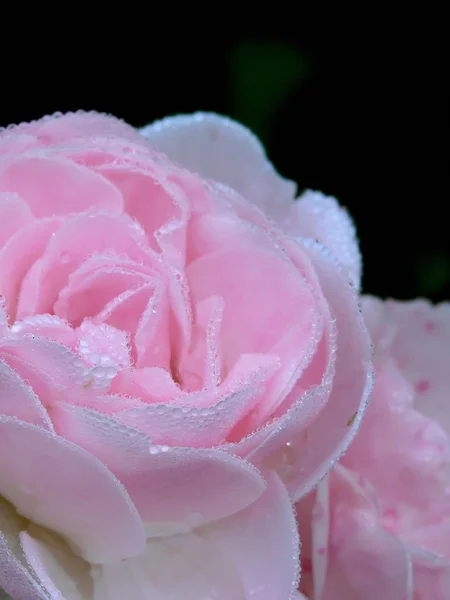 Rose. Drops. — Stock Photo, Image