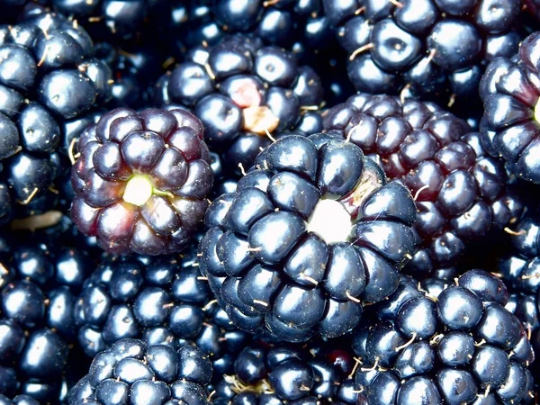 Dewberry. Berries. Texture. — Stock Photo, Image