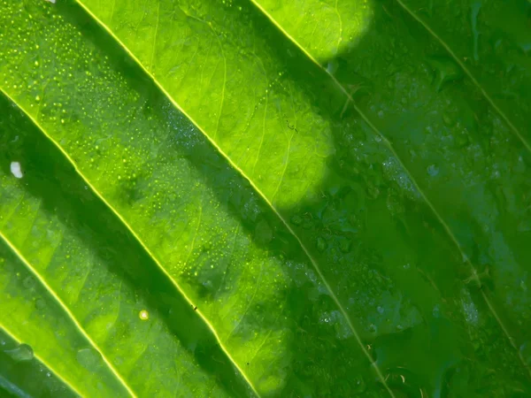 Leaf. Texture. — Stock Photo, Image