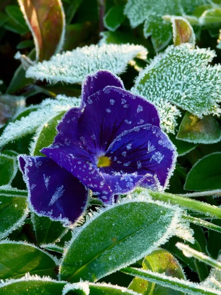 stock image Hoarfrost. Flower.