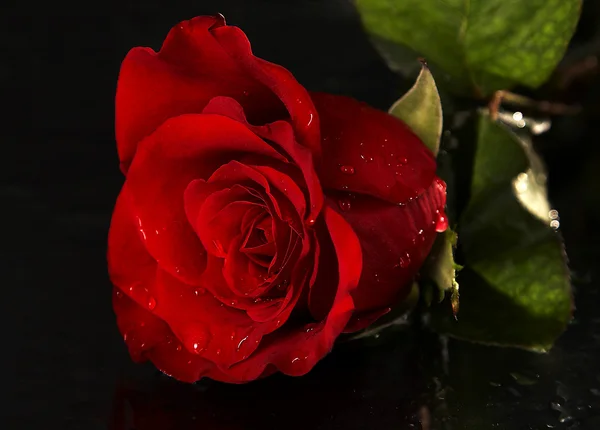 Róża z kropli wody — Zdjęcie stockowe