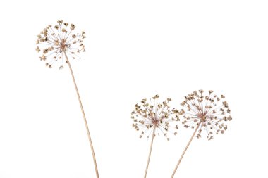 Dry flowers of a wild onions clipart