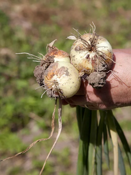 Bulwy cebuli w ręce — Zdjęcie stockowe