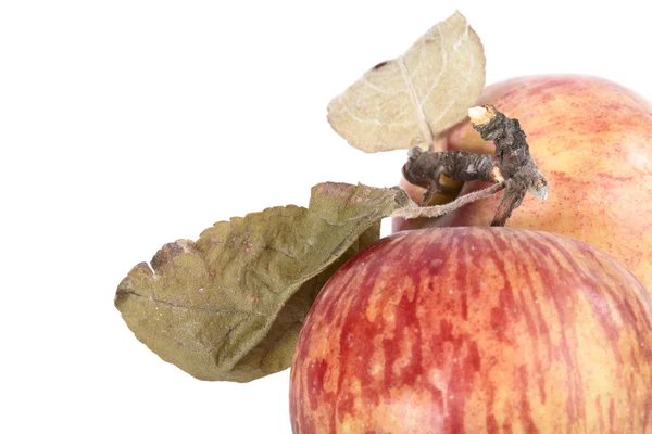 Czerwone jabłka z suchych liści — Zdjęcie stockowe