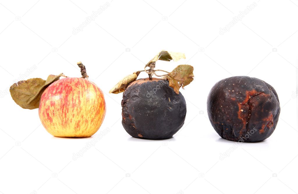 Ripe and rotten apples with dry leave