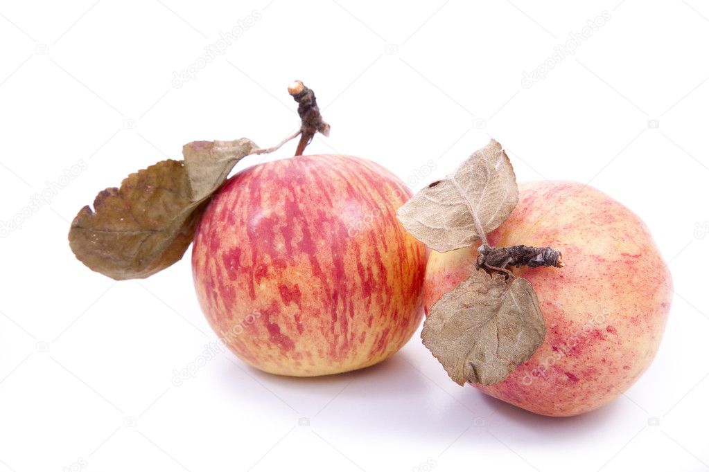 Red apples with dry leaves