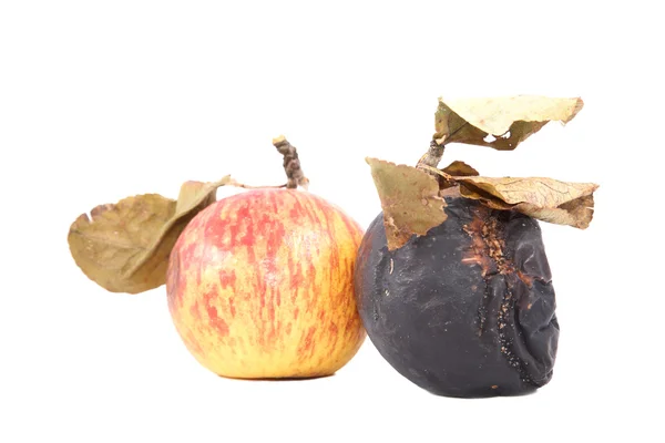 Спелые и гнилые яблоки с сухими листьями — стоковое фото