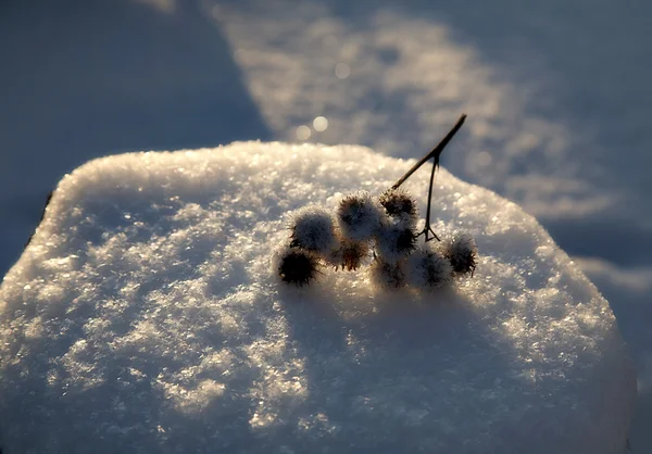 Klette auf dem Stummel, der von Schnee bedeckt ist — Stockfoto