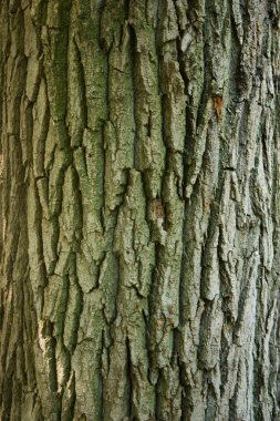 Tree bark clipart