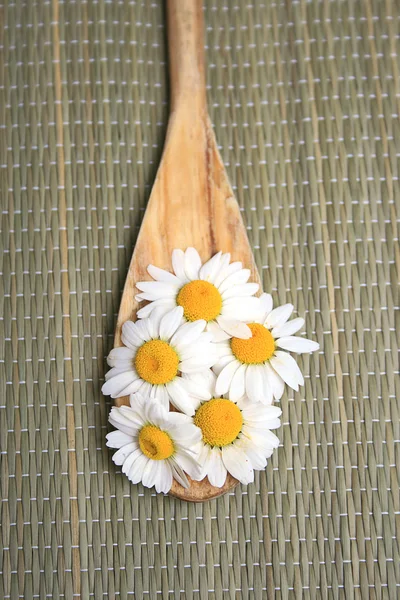 stock image Camomile flowers