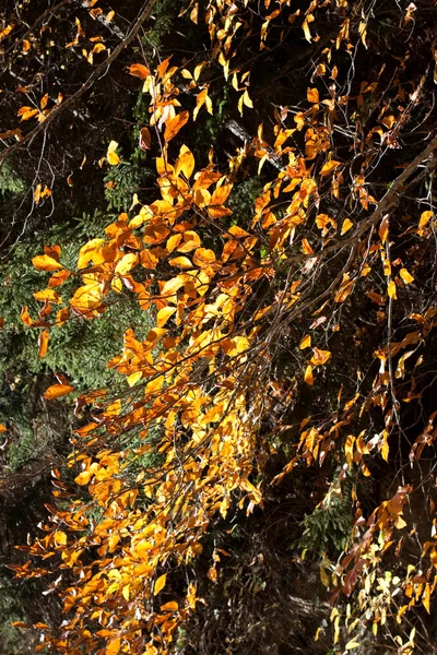 Feuilles d'automne dorées — Photo