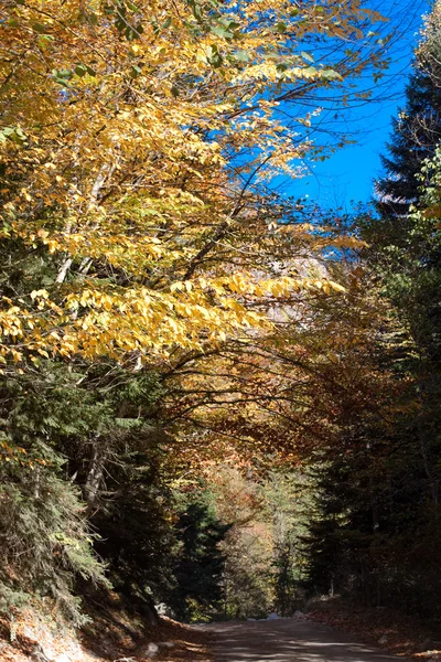 Camino de otoño dorado —  Fotos de Stock