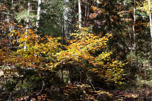 Золота осінь листя — стокове фото