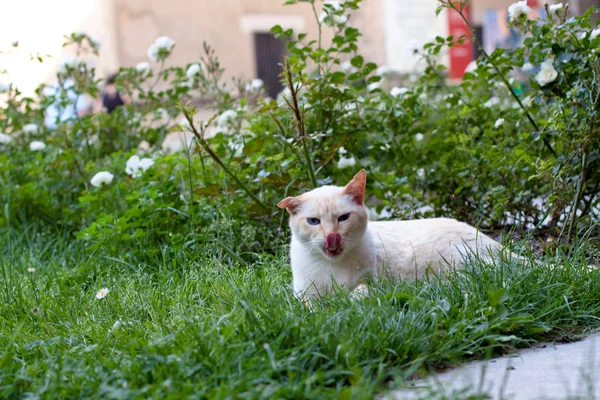 在草丛中的猫 — 图库照片