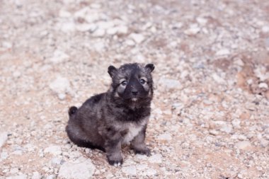 Köpek yavrusu