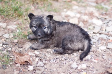 Köpek yavrusu