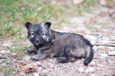 Köpek yavrusu