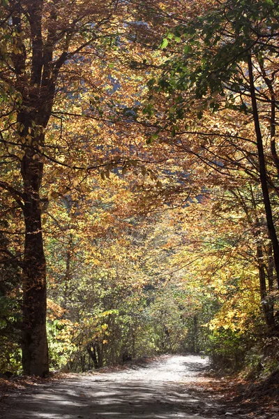 Zlatý podzim silnice — Stock fotografie