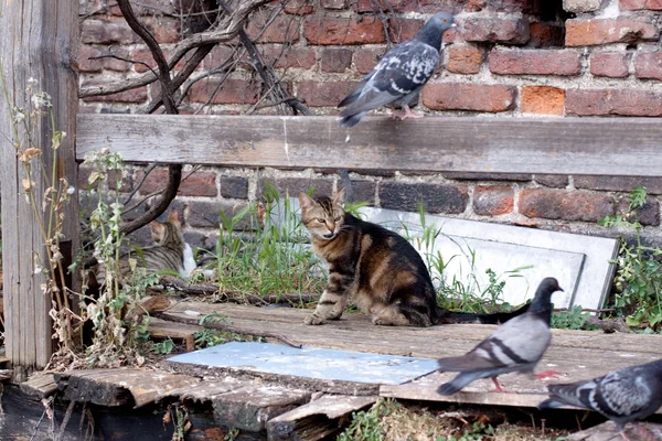 Kedi ve güvercinler — Stok fotoğraf