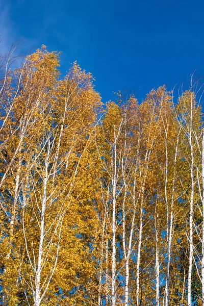 黄金の秋白樺 — ストック写真